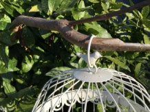 Birdcages set, small + large round, metal, white.